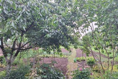 Reco, casa gepiu - 15