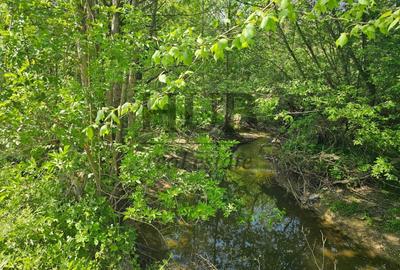 Teren intravilan | langa padure si parau | Luncani/Bacau - 4
