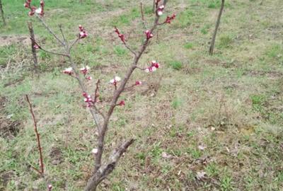 Teren de 3000 mp, în Călărași - 2