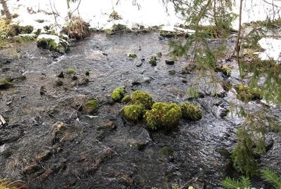 Teren de 6000 mp, în Panaci - 6