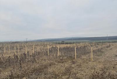 Teren cristur hunedoara parcele 500, 1000, 1500 mp - 18