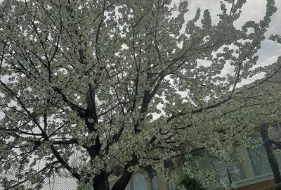 Casa de vanzare Scarisoara, com. Corbasca, jud bacau - 2