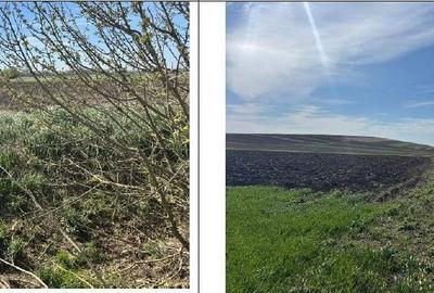 Teren de 3600 mp, în Corni - 2