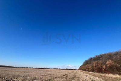 REL4000892 Corbeana - Ostratu 15200 mp langa padure - 6