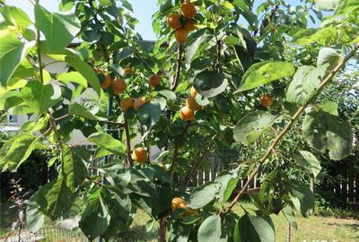 Casă cu 3 camere cu Teren 482 Mp în Popești - 4