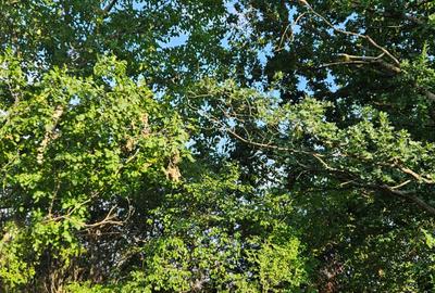 Teren intravilan ij Silistea Snagovului - 6