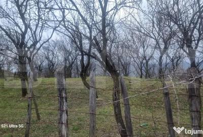 Teren în Schiulești - 16
