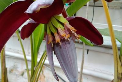 Casă individuală cu 5 camere cu Canalizare în Rahova - 10