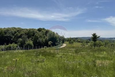 Teren de 55600 mp, în Codru Butesii - 4