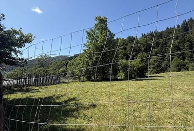 Teren de 3500 mp, în Cuejdiu - 4