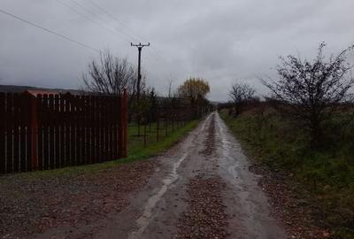 Imobiliare Maxim - teren livada in Daia - 2