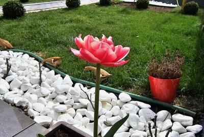 Casă cu 4 camere în Trei Stejari