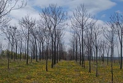 Teren de 11400 mp, în Ciprian Porumbescu - 1