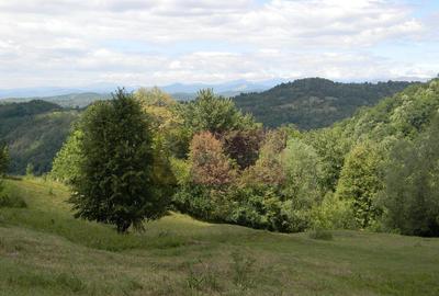 Teren intravilan de vanzare in Telega - 3