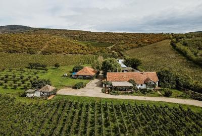 Proprietate istorică , crama +vie DOC + distilerie +loc. evenimente+ 20000 vin - 2