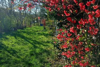 Casă cu 1 camere cu Teren 1100 Mp în Viișoara - 6