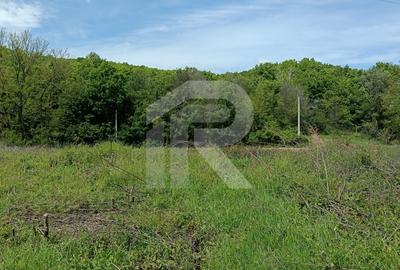 Intravilan Tiparesti, relaxare aproape de padure - 6