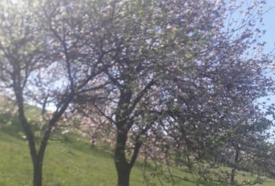 Casă în Aleșd - 4
