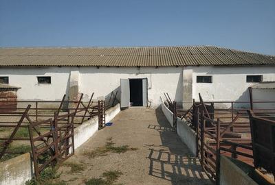 Ferma cu hale 3000 mp si teren 12000 mp, 30 km de Constanta - 10