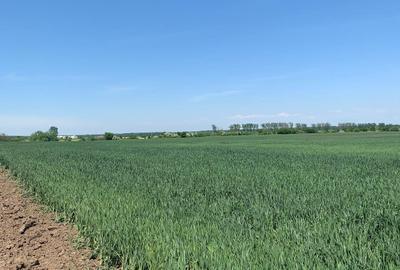 Teren Construcții intravilan de 52900 mp, în Afumați - 6