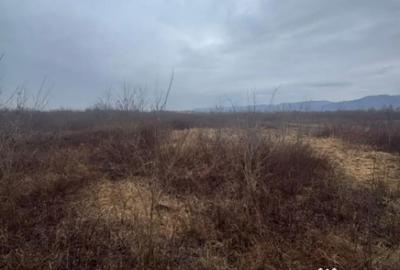 Teren de 8200 mp, în Tăuții-Măgherăuș