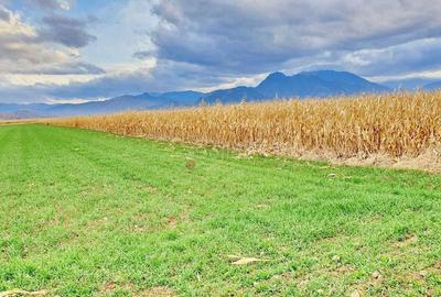 Teren extravilan Tarlungeni - 2