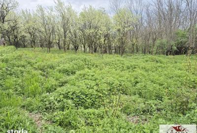 Teren de 1295 mp, în Berghin - 1