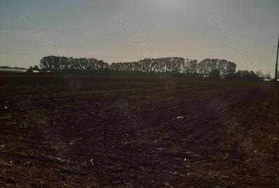 Teren de 4850 mp, în Dobreni - 4