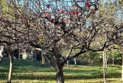 Spațiu comercial, în Posești - 1
