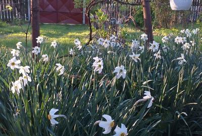 Casă cu 4 camere în Moldoveni - 1