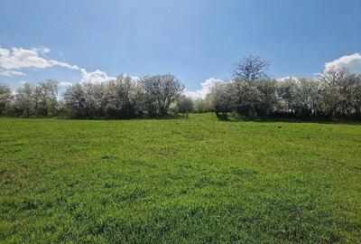 Teren de 3800 mp, în Moșteni - 5