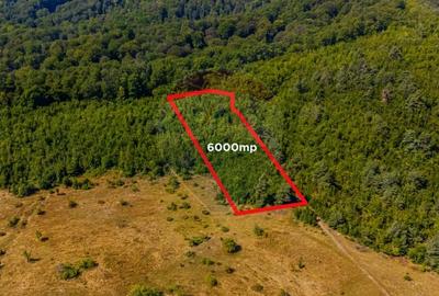 Teren de 6000 mp, în Crizbav - 6