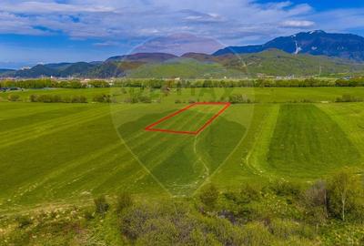 Teren agricol extravilan de 3000 mp, în Pănicel - 3