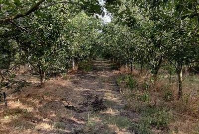 Casă cu 2 camere în Zimnicea - 2