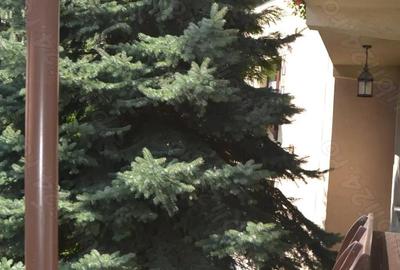 Busteni-Pensiune de vanzare - 13