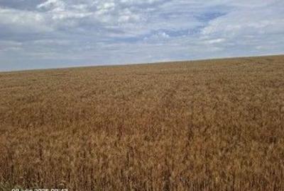 Teren Extravilan Pribesti, ID: R2774827 - 8