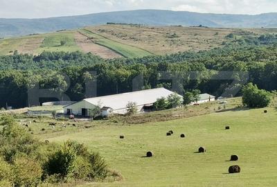 Hale si teren ,curte betonata , destinatii multiple - 1