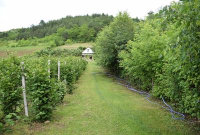 Teren de 3000 mp, în Fizeșu Gherlii - 2