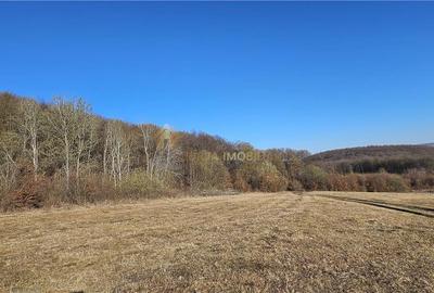 Teren extravilan de 6119 mp, în Tăuți - 1