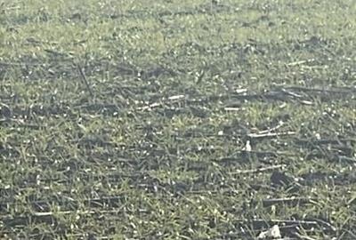 Vânzare Teren Intravilan Vânzare Teren Intravilan - 1