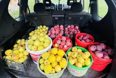 Casă cu 1 camere cu Teren 2499 Mp în Periferie - 4