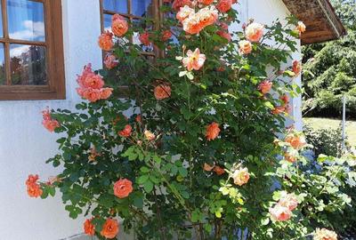 Casă cu 6 camere în Soveja - 10