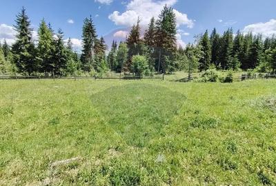 Teren de 9685 mp, în Neagra - 5