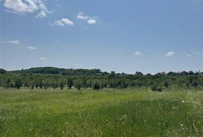 RECO teren in Paleu - 4