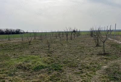 Casă cu 6 camere în Uliești - 1