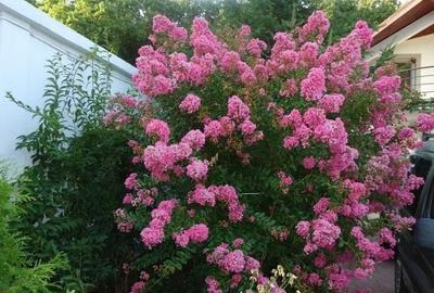 Vila piscina superba gradina matura cu iesire directa la padure - 4