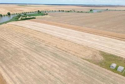 Teren de 6500 mp, în Frumușani - 12