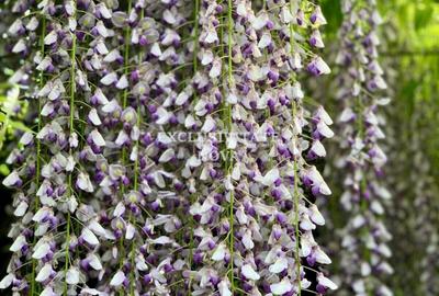 Duplex cu 6 camere cu Canalizare în Băneasa - 12