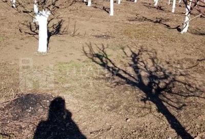 Teren de 2902 mp, în Dămienești - 8