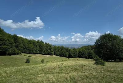 Teren - padure Teliu - Bradet - 7